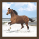 Horse Paintings (HS-3403)